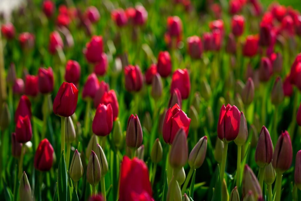 A dense field of deep red tulips in bloom